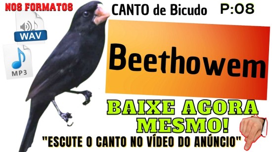 BEETHOVEN grande pssaro magnfico o seu canto uma edio especial #8 sZ7uiMtnYMk