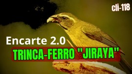 TRINCA-FERRO 