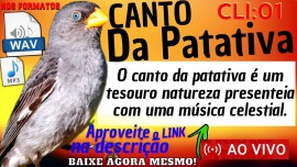 O canto da patativa Sporophila plumbea  um tesouro natureza presenteia com uma msica celestial.