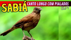 CANTO DO SABI DA CANTO LONGO COM PIALADOS