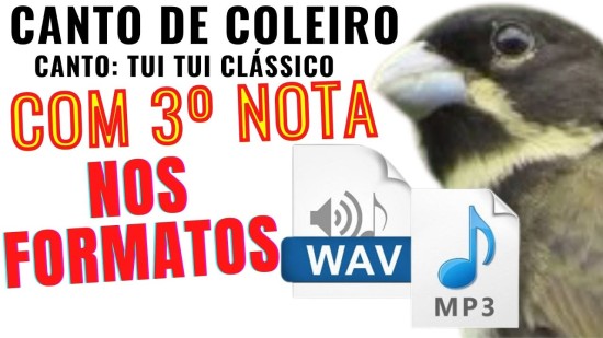 Coleiro, canto: Tui Tui Clssico, com 3 Nota #65