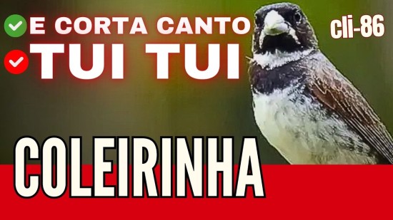 COLEIRINHA TUI TUI E CORTA CANTO #Cli86