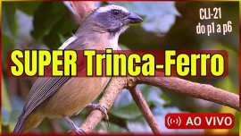 SUPER Trinca-Ferro lINDO Boca mole E LINDO Tio Joo Pedro Boi LIMPO MUITO NTIDO