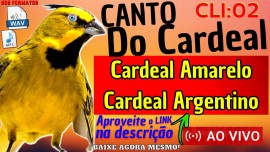 O canto perfeito para seu filhote de Cardeal Amarelo e Argentino!