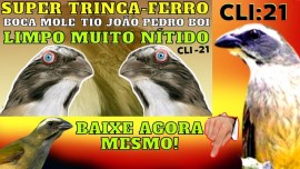 SUPER Trinca-Ferro lINDO Boca mole E LINDO Tio Joo Pedro Boi LIMPO MUITO NTIDO