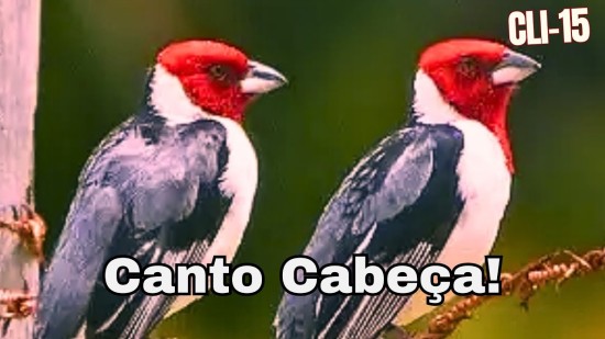 CLI-15Canto de Galo de CampinaCorredor -CABEA-: Melodia Incrvel!