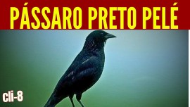 PSSARO PRETO - PEL CANTO MATEIRO MINEIRO ESPECIAL PARA ENSINAMENTO 