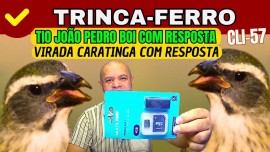 Tio Joo Pedro boi com Resposta Virada Caratinga com Resposta