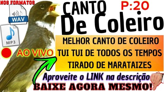 @coleirina baiano,coleira,coleira lutina,@coleirinha pega fogo,coleira grego,coleirinha tui tui zel zel,coleira de gato,coleira amarela,@esquenta culeirinha,como fazer uma coleira,coleiro,coleiro frio,irina,coleiro lutino,#comocoleirinabaiano,coleiro gola,coleiro grego,coleiro 3 nota,coleiro preto,coleiro fulvo,#coleirafogo,@coleira fogo,coleiro pardo,coleiro serra,criatorio coleiro,coleiro tui tui,coleiro pastel,coleiro brando