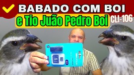 BABADO COM BOI CLSSICO, e TIO JUO PEDRO BOI, PARA ENCARTE DE FILHOTES.