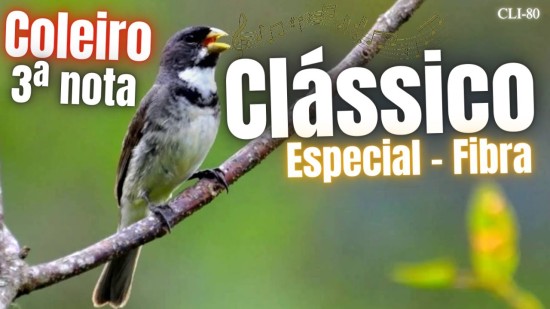 Coleiro 3 nota Clssico Especial Fibra#Cli9