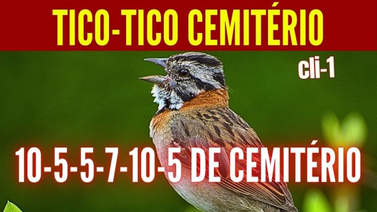 TICO-TICO CEMITRIO 10- 5- 5- 7- 10- 5 DE CEMITRIO! #Cli1