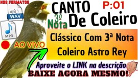 Coleiro Astro REY - CANTO CLSSICO Com 3 Nota A Qualidade E AUTENTICIDADE Do Canto #cli1