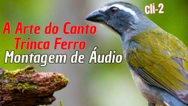 A Arte do Canto Trinca Ferro em uma Montagem de udio Exclusiva! 