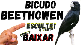 Canto do Bicudo Beethoven kPi7-wvGlOA