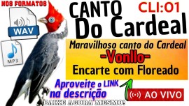 Maravilhoso canto do Cardeal -Vonllo- Com Floreado 20 de canto.